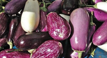 Jednoduché a rychlé recepty na lilek s bylinkami a česnekem na zimu